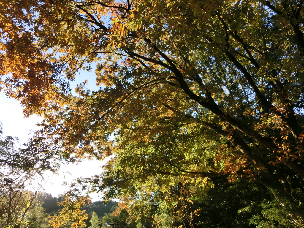紅葉　