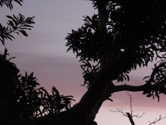 夕方　庭から