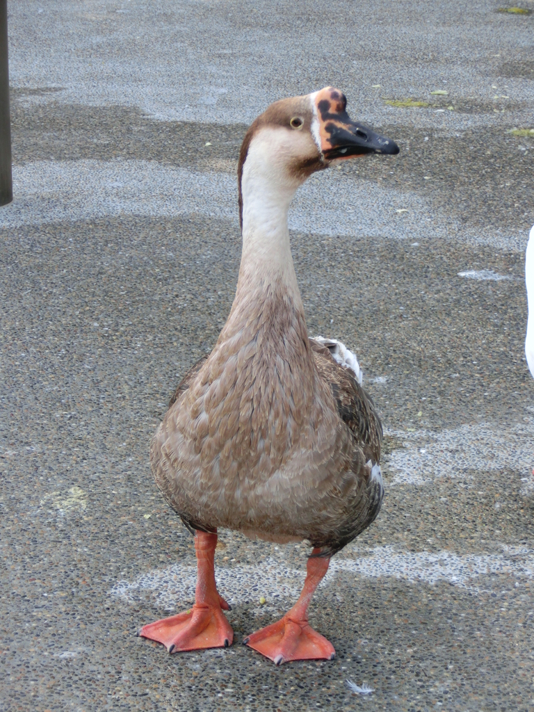 日本平　動物園