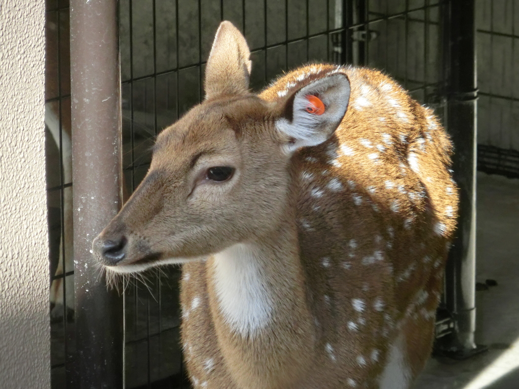 日本平　動物園　鹿