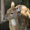 日本平　動物園　鹿
