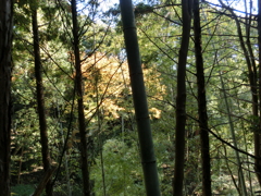 家の近くの山に登って写真をとってきました。