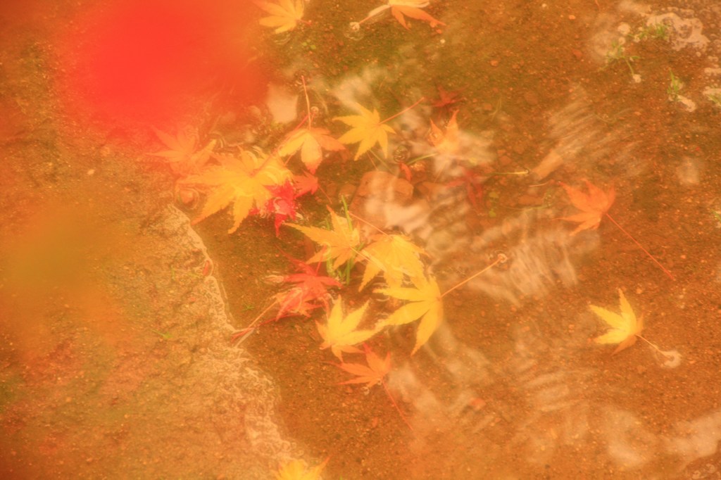 淡く秋