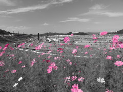 サーキットの花