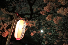 桜とちょうちん