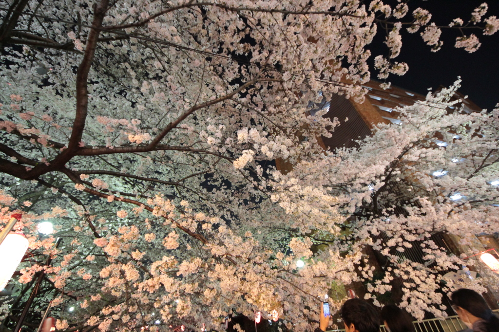 夜桜