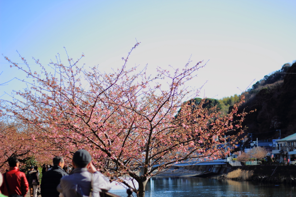 桜の木