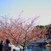 桜の木
