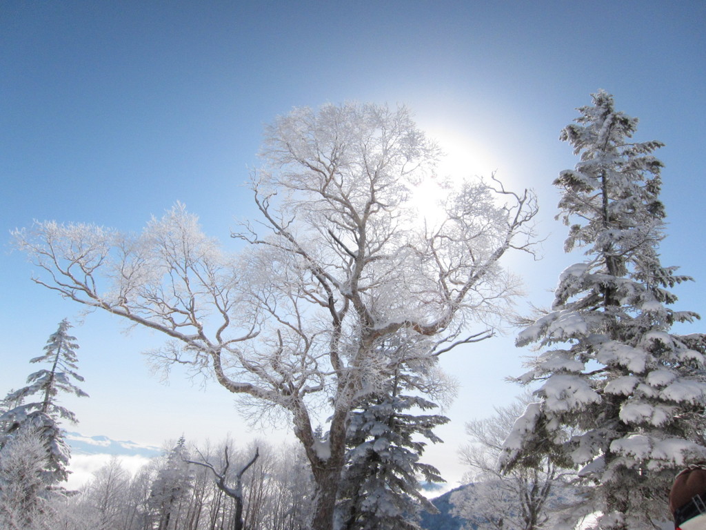 雪化粧