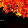紅葉色.01