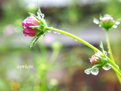 雨滴.003
