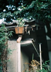 雨どいの植木鉢
