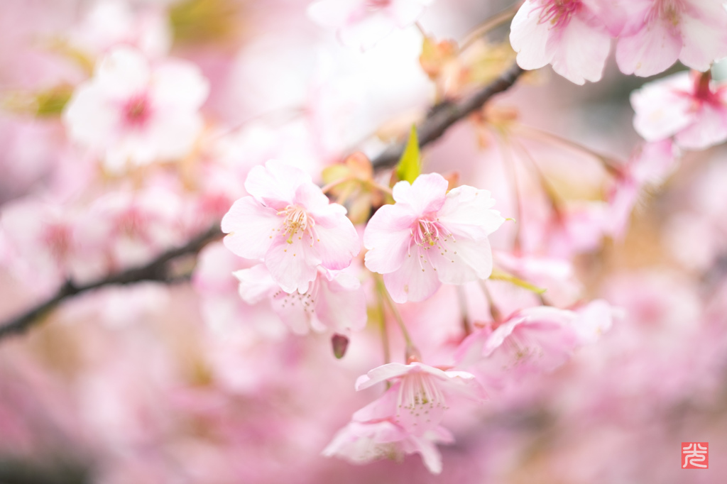 近づく春（河津桜）