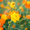 Cosmos sulphureus