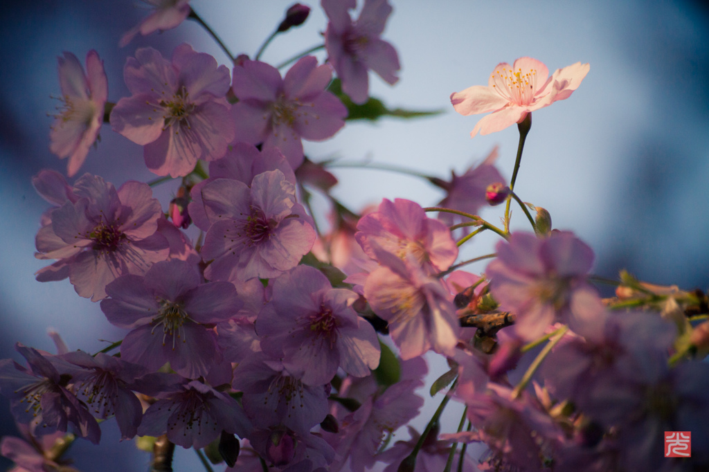 河津桜