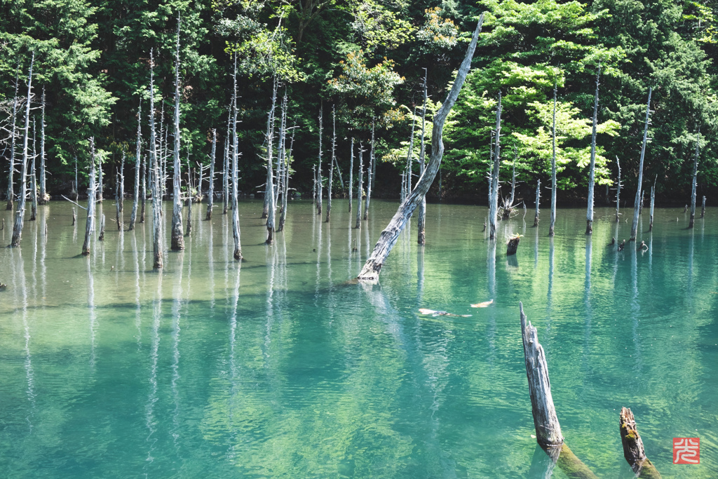 蒼霧鯉池