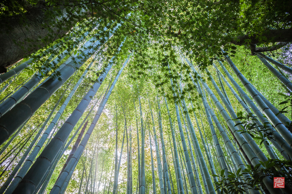 報国寺