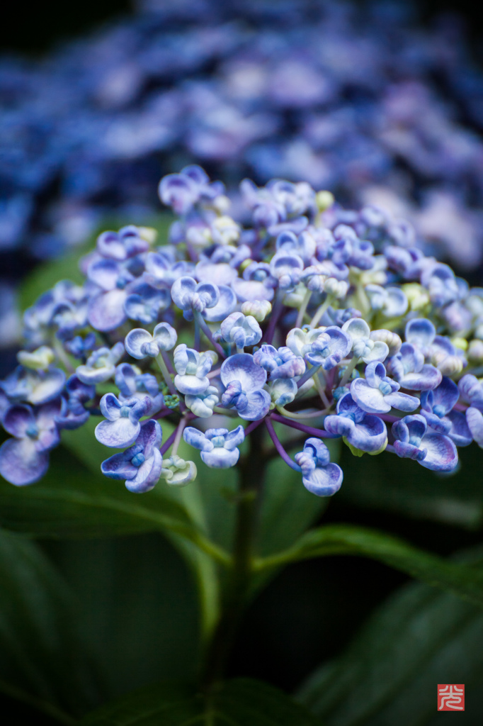 紫陽花