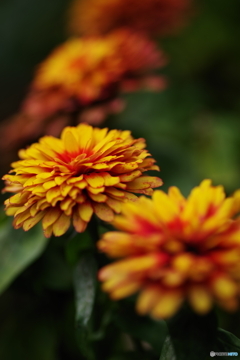 黄重花の橋