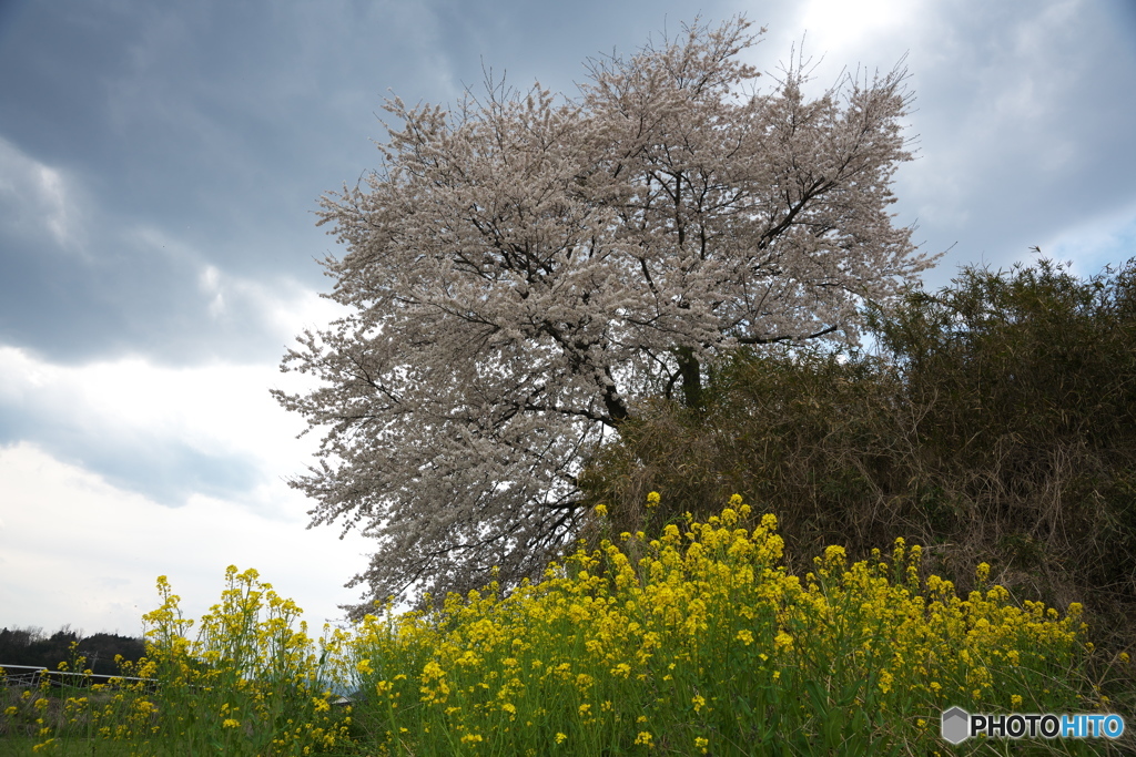 菜の花に添えて