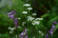 バイオレットに支えられて