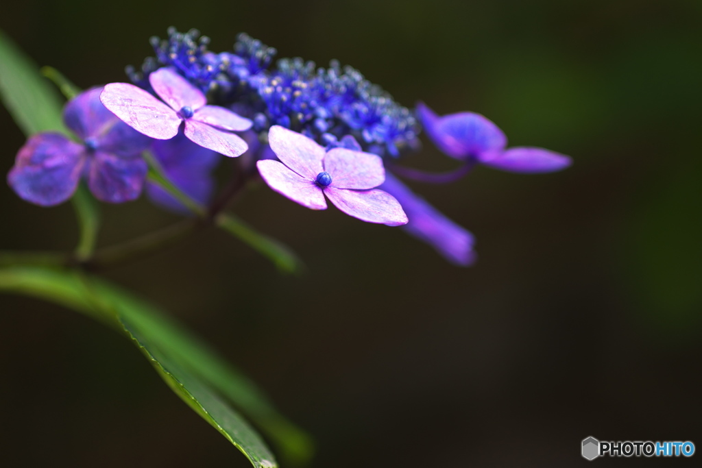 梅雨の花