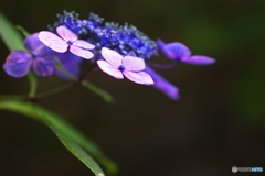 梅雨の花