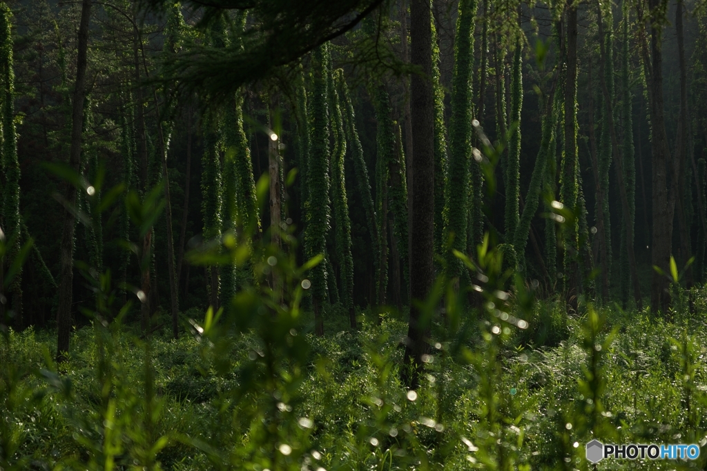 雨上がりの森