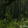 雨上がりの森
