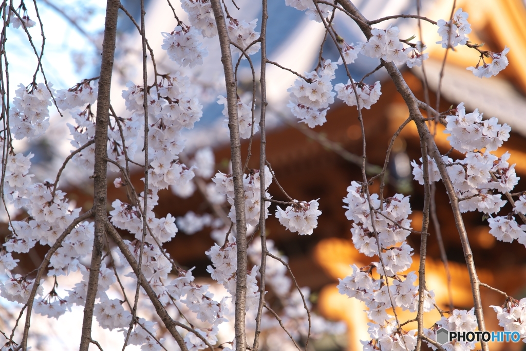 寺院の桜