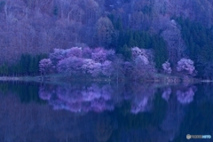 山桜の眠り