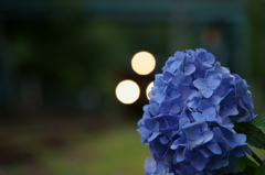 電車を迎える紫陽花