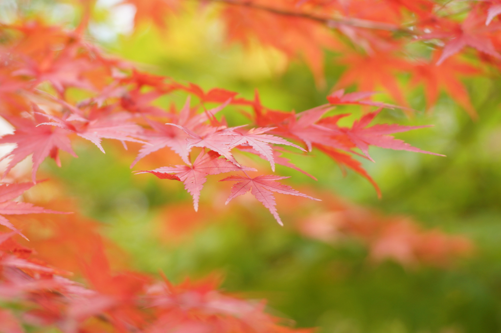 吉祥寺の椛
