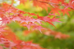 吉祥寺の椛