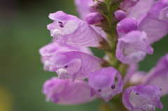 サルビアの花弁