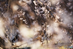 かおる桜