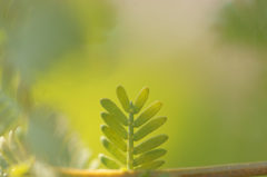 ひょっこりと若葉