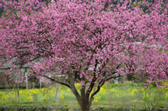 菜の花に支えられて
