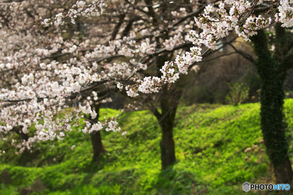 渡良瀬の桜