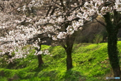渡良瀬の桜