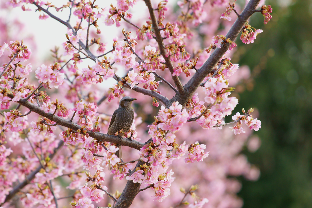 桜に魅せられて