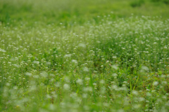 ぺんぺん草のささやき