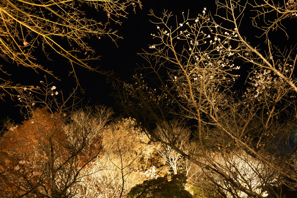冬桜と紅葉のライトアップ