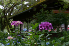 紫陽花が待つ駅