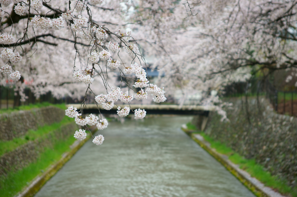 前橋公園の桜