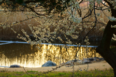 黄金の水面と夕暮れの梅