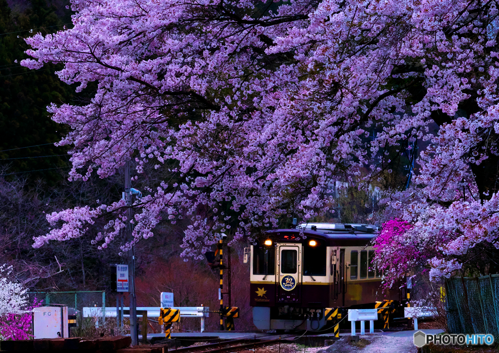 ローカル線の桜