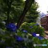 紫陽花を通って
