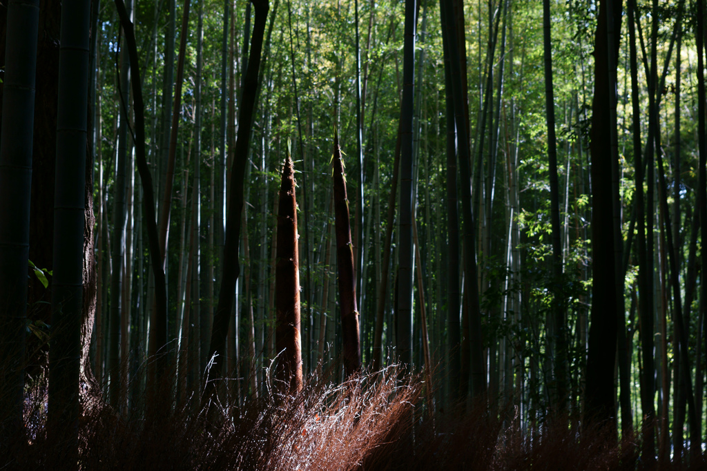 筍の成長