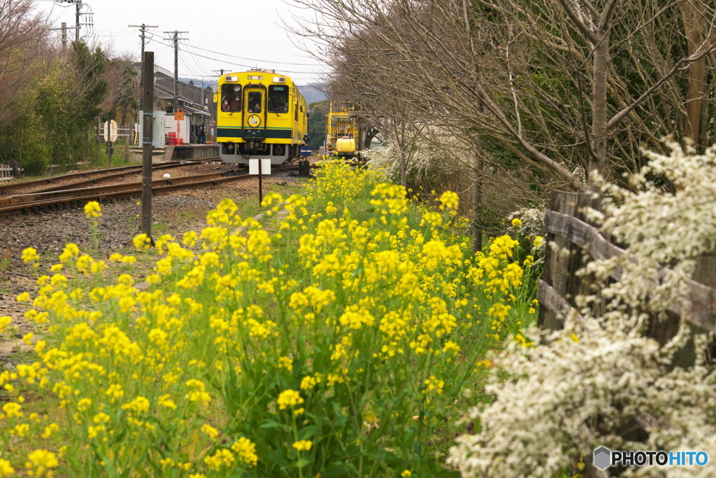 菜の花路線の旅へ